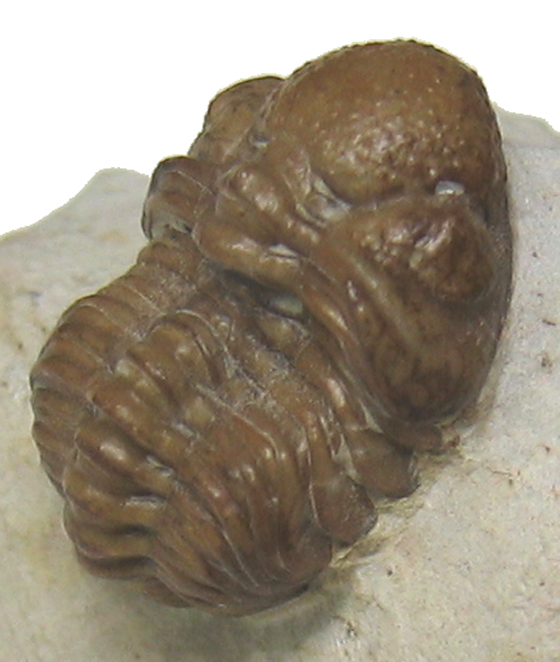 Trilobite
