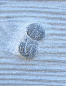 Trilobite