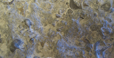 Trilobite Slab