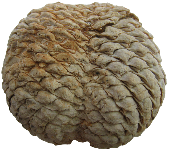 Twin Cone