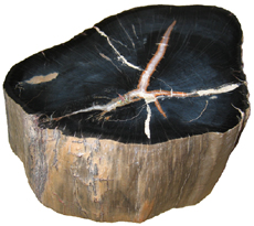 Schilderia
