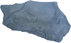 Worm Burrows 