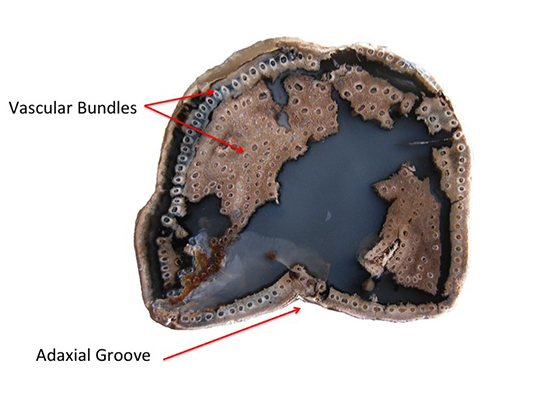 Wyoming Acrostichum