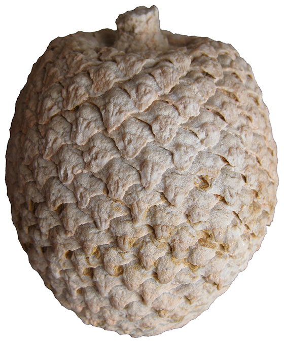 Phyllotaxis
