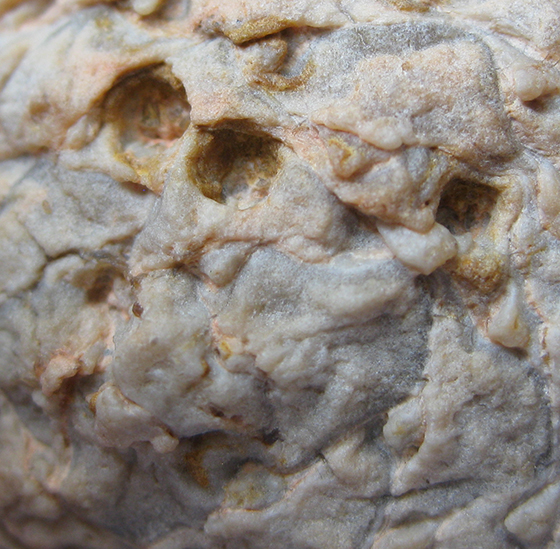 Insect damage