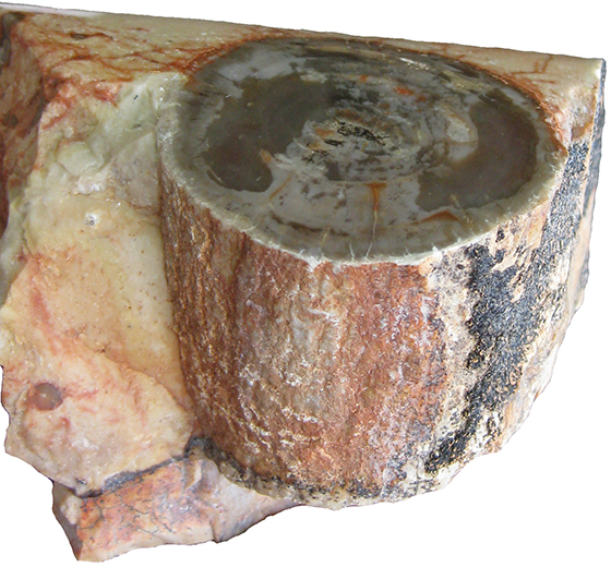 Fossil Wood