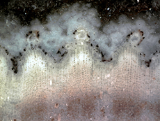 Arthropitys or Calamites Xylem