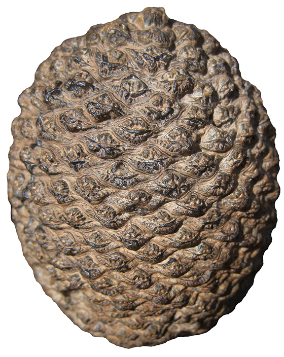 Fibonacci Sequence
