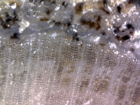 Hermanophyton Tracheids