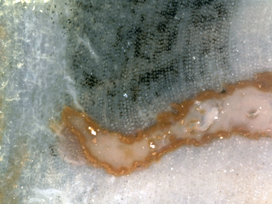 Hermanophyton Xylem