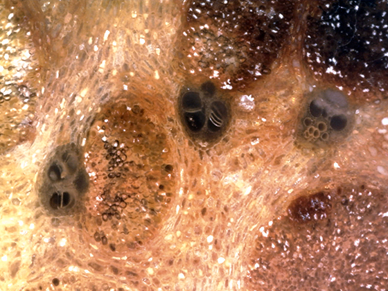 Fossil Plam Wood