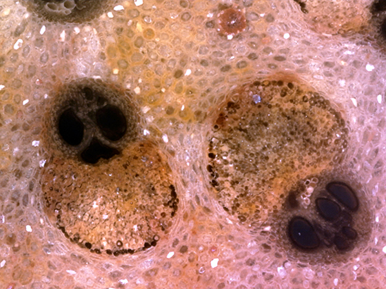 Palmoxylon Vascular Bundle
