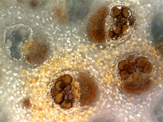 Palm Vascular Bundles