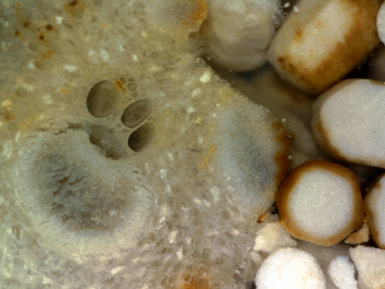 Termite Coprolites
