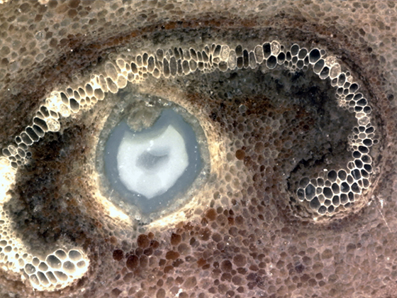 Osmunda C-Shaped Xylem Strand in Petiole