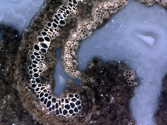 Osmunda Xylem