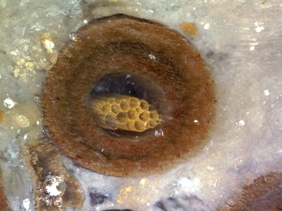 Osmunda Root