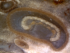 Osmunda petiole
