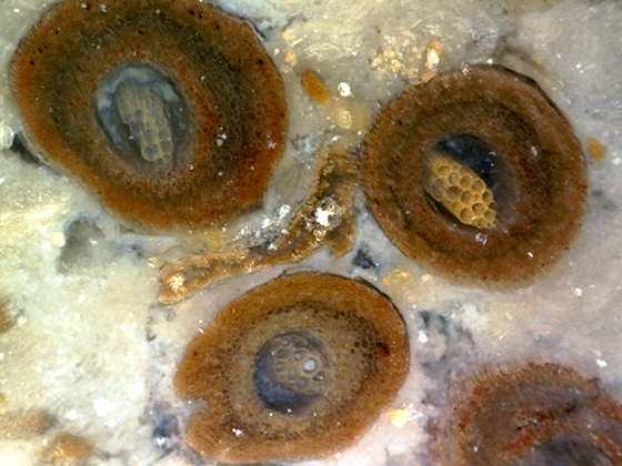 Osumunda Roots