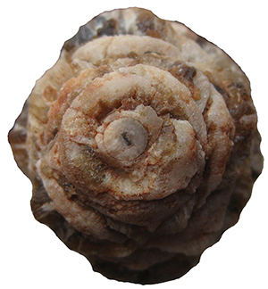 Phyllotaxy