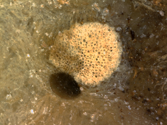 Palmoxylon Vascular Bundle