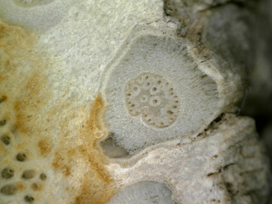 Rhizopalmoxylon