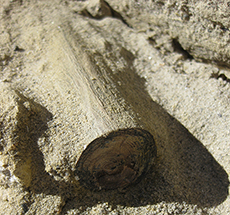 Bruneau In Situ Limb